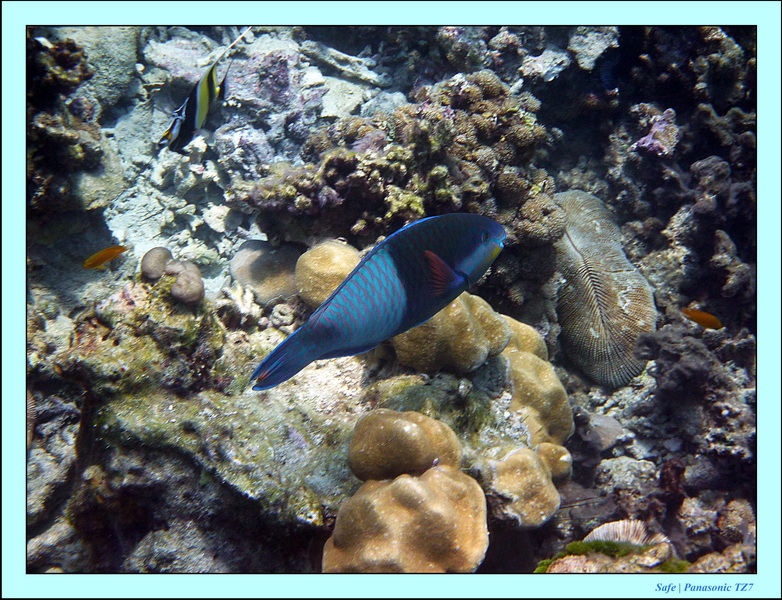 2011 - 03 - Koh Rok 19